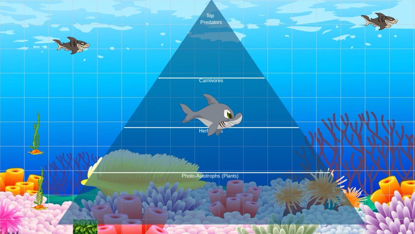 Ocean Ecological Pyramid - TEMPLATE