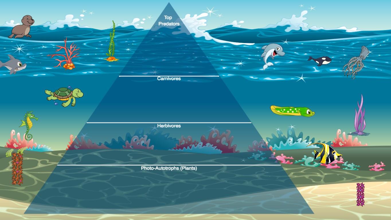 Ocean Ecological Pyramid - TEMPLATE