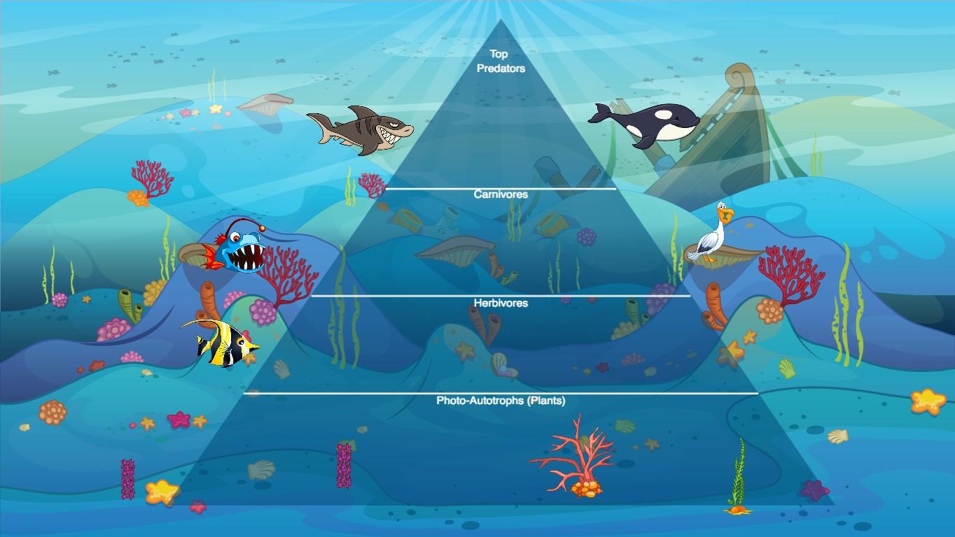 Ocean Ecological Pyramid - TEMPLATE