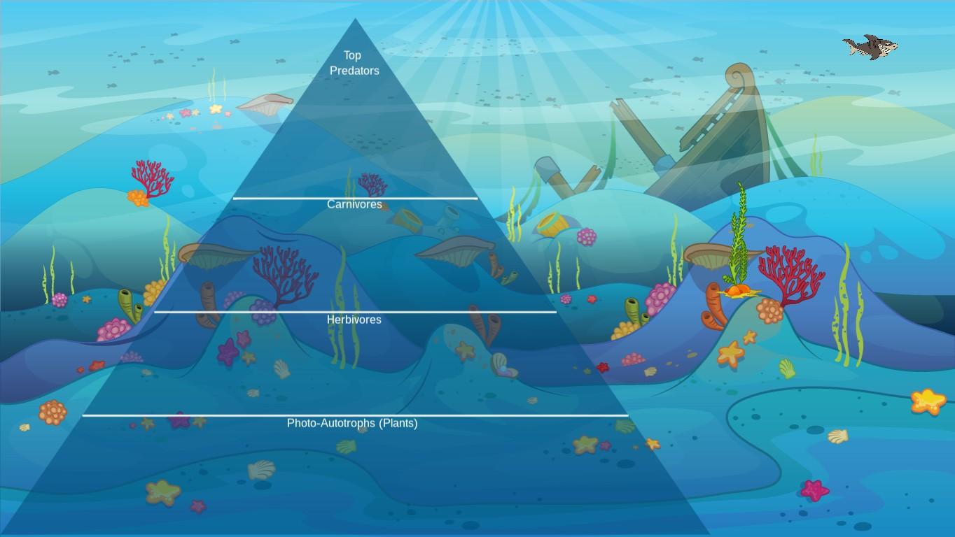 Ocean Ecological Pyramid - TEMPLATE