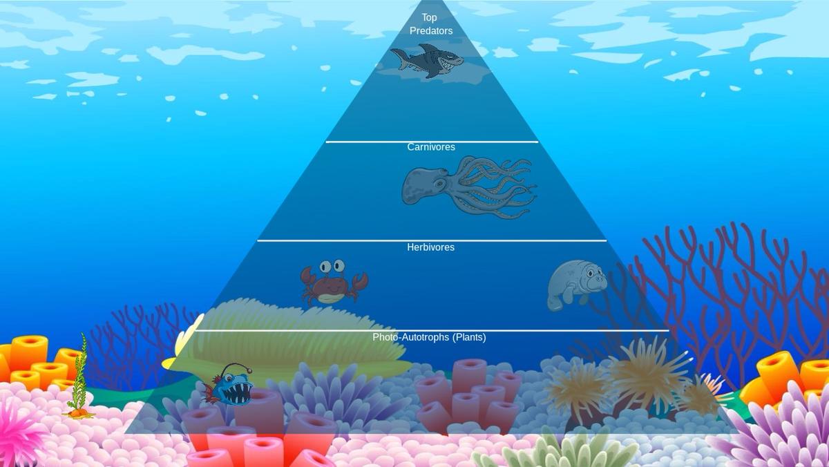 Ocean Ecological Pyramid - TEMPLATE