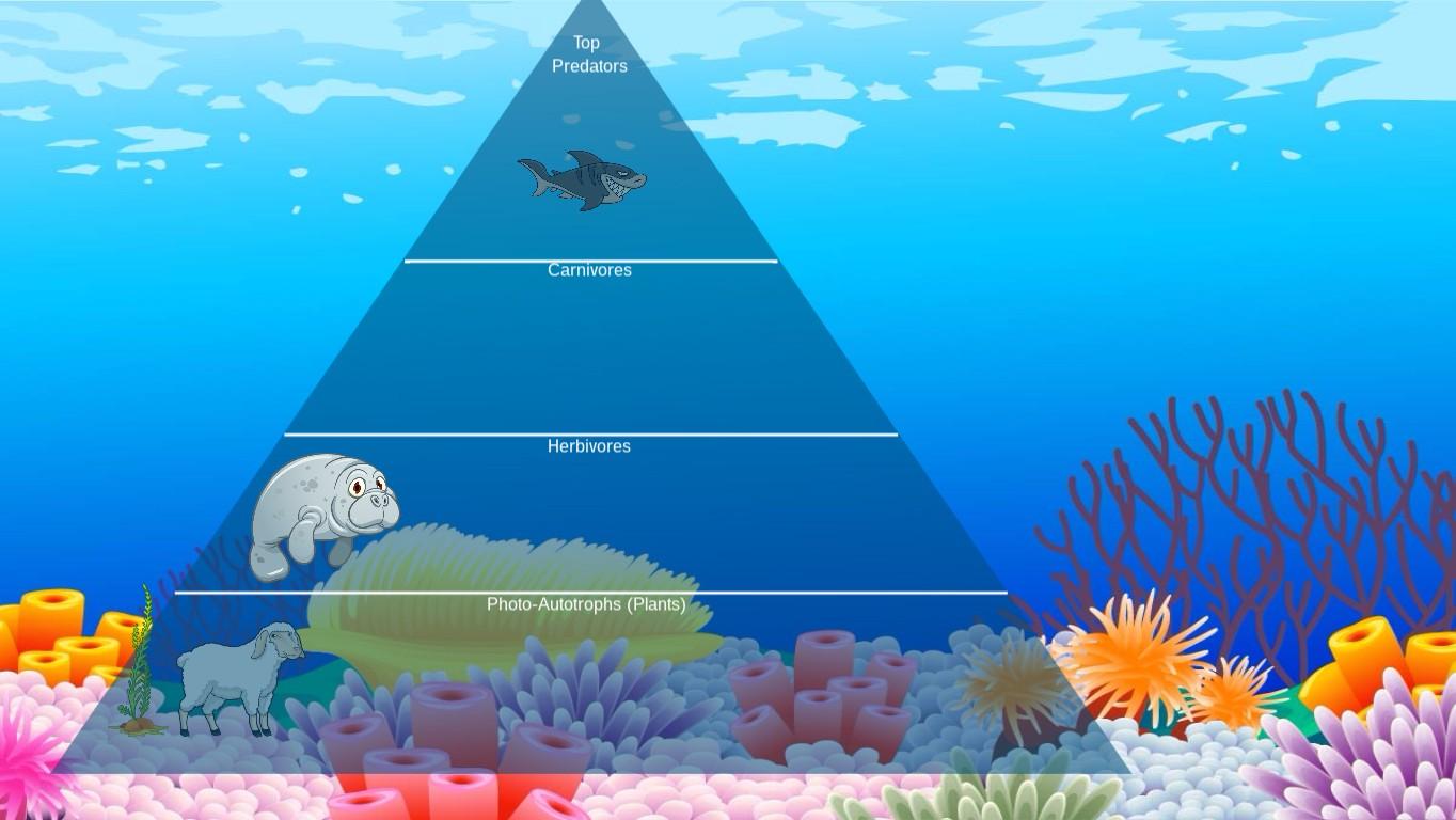 Ocean Ecological Pyramid - TEMPLATE