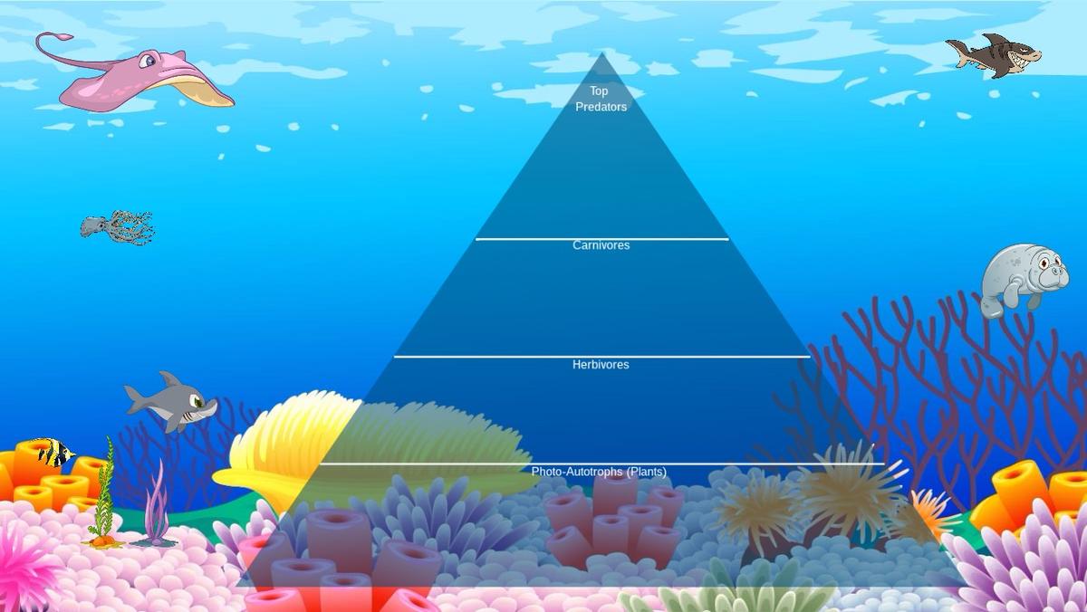 Ocean Ecological Pyramid - TEMPLATE