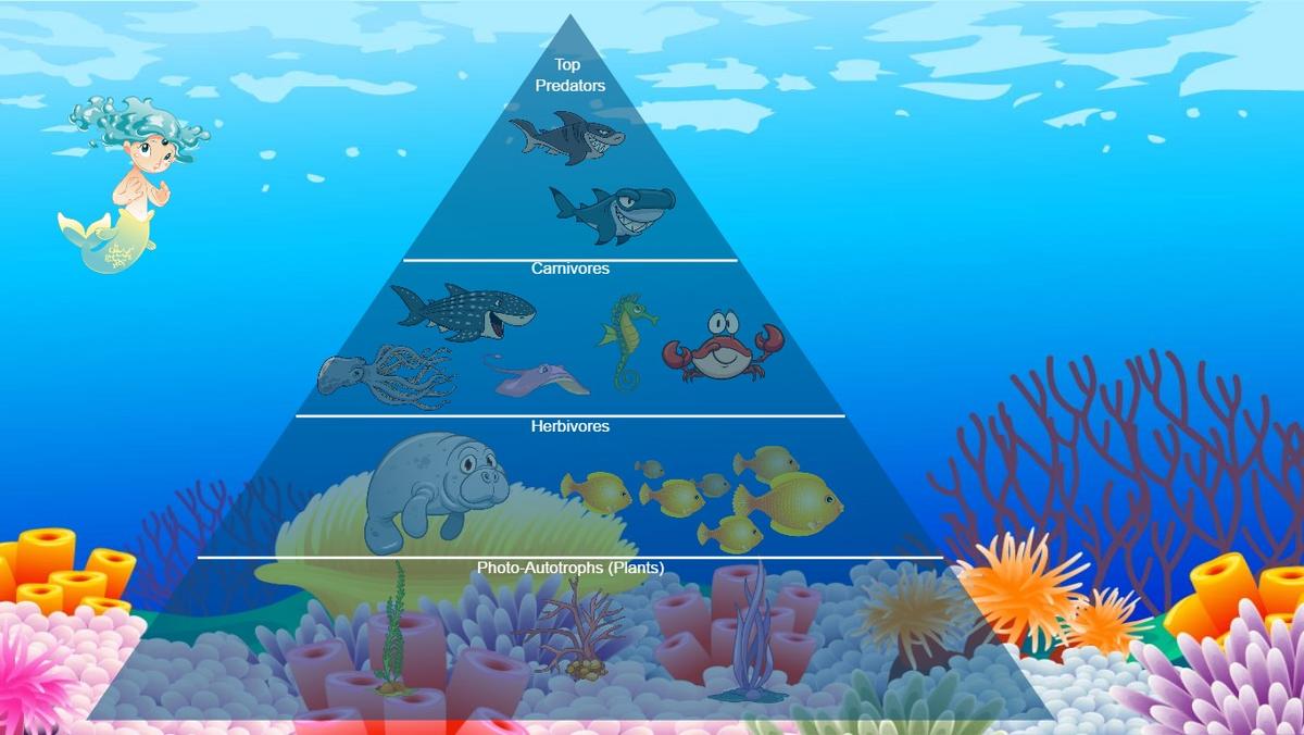 Ocean Ecological Pyramid