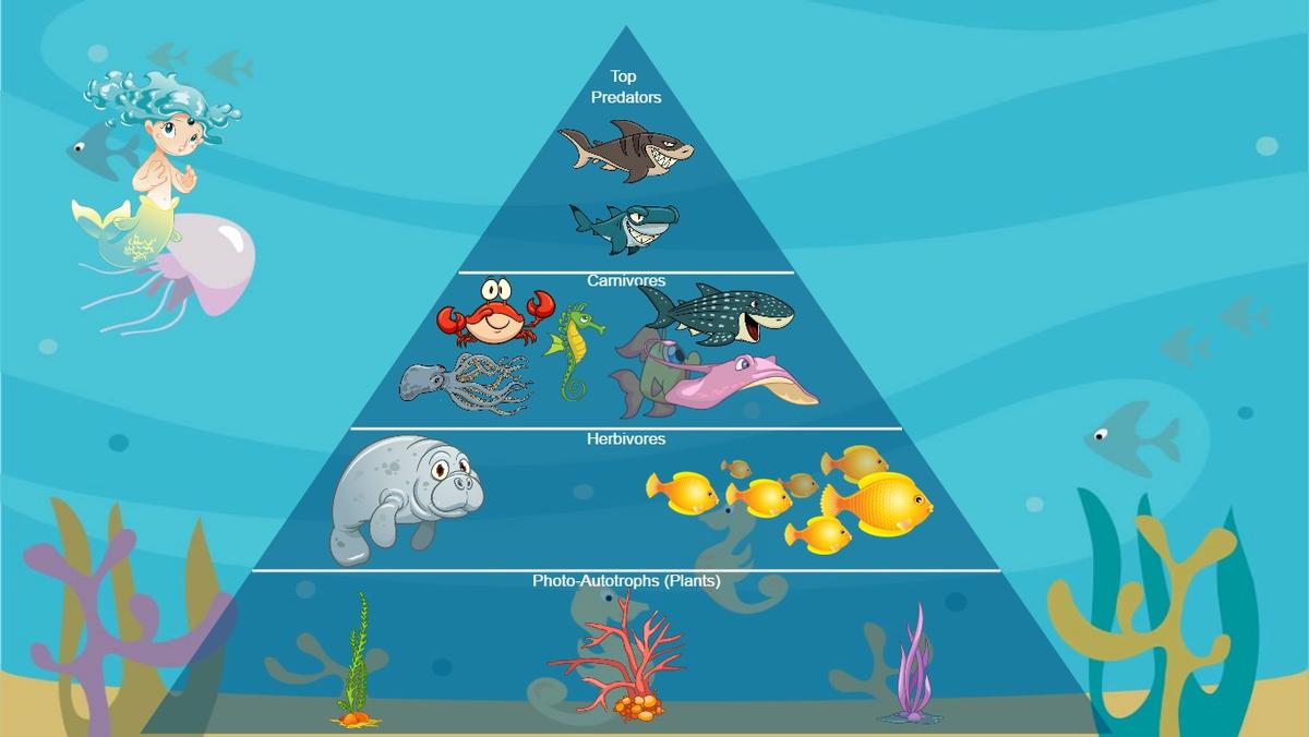 Ocean Ecological Pyramid