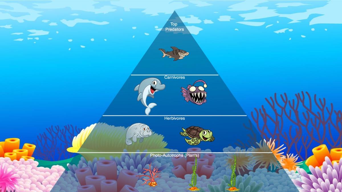 Ocean Ecological Pyramid