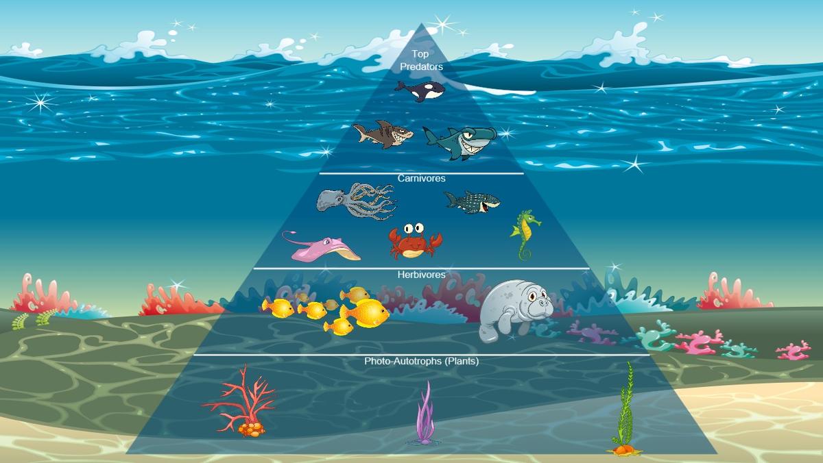 Ocean Ecological Pyramid