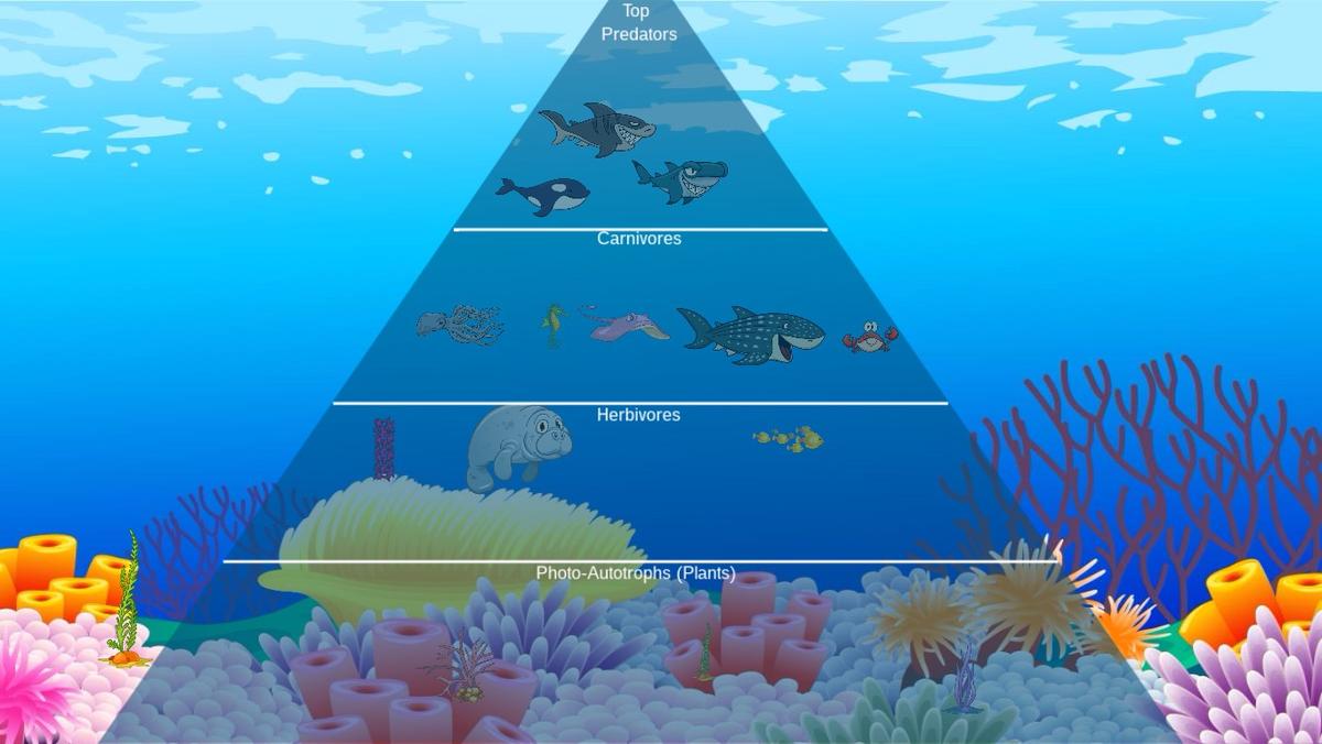 Ocean Ecological Pyramid