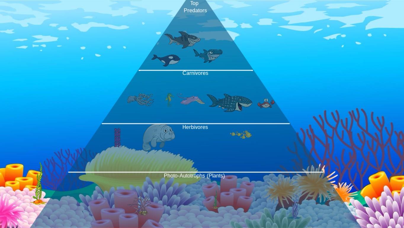 Ocean Ecological Pyramid