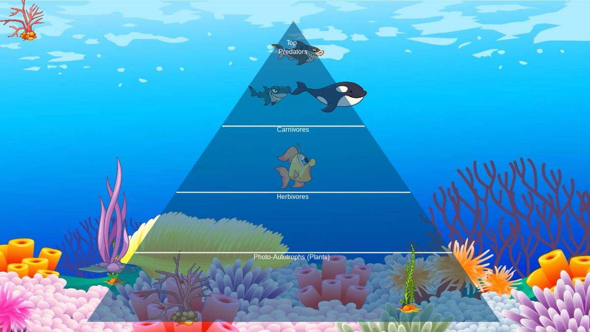 Ocean Ecological Pyramid