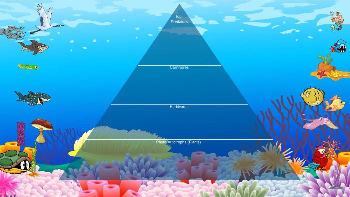 Ocean Ecological Pyramid