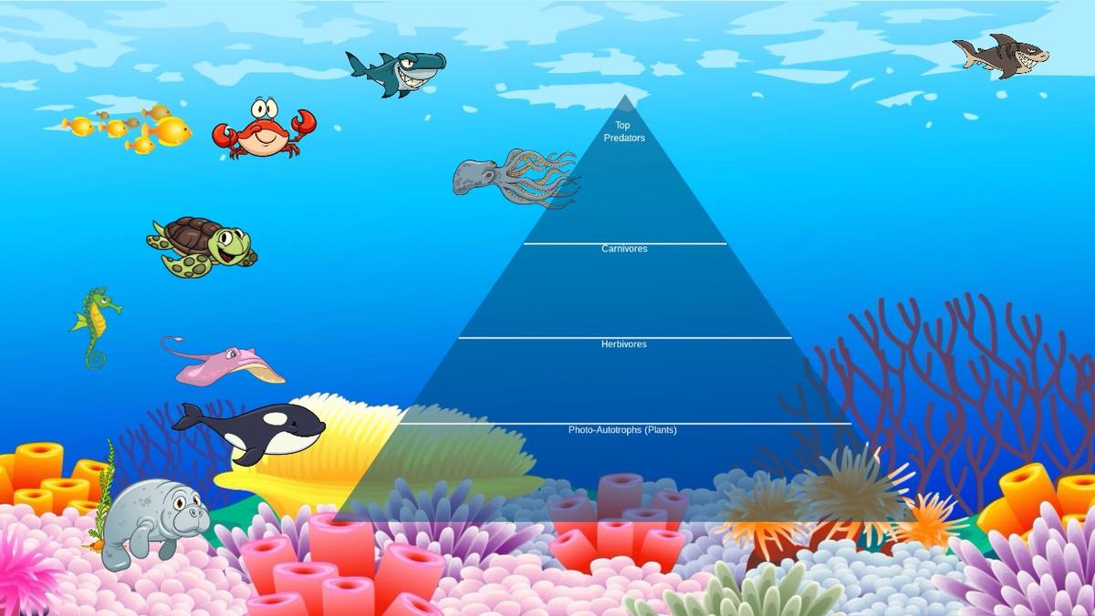 Ocean Ecological Pyramid