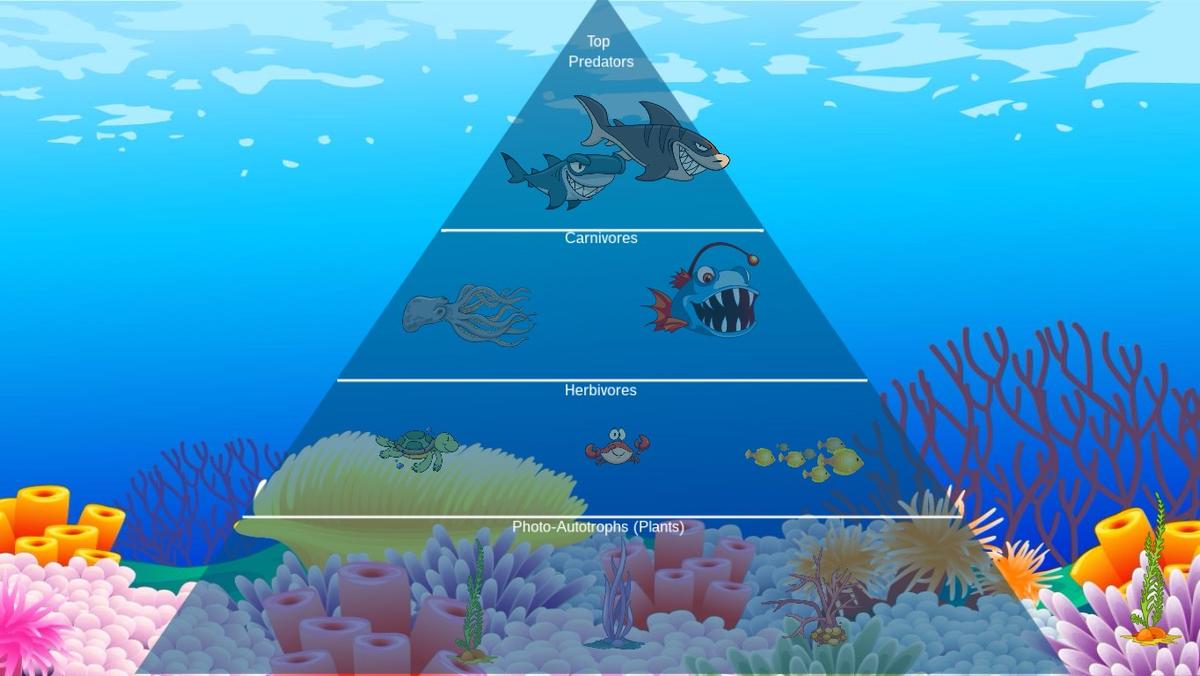 Ocean Ecological Pyramid