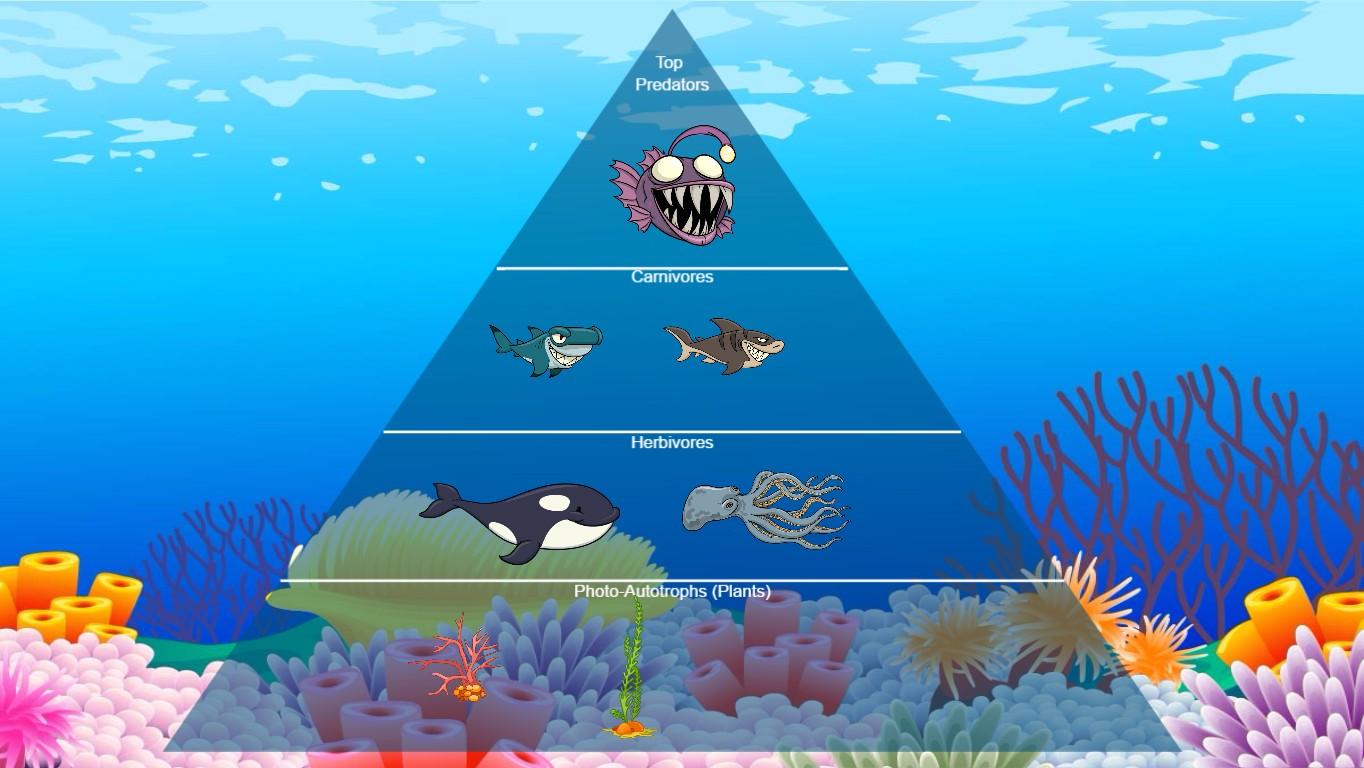 Ocean Ecological Pyramid