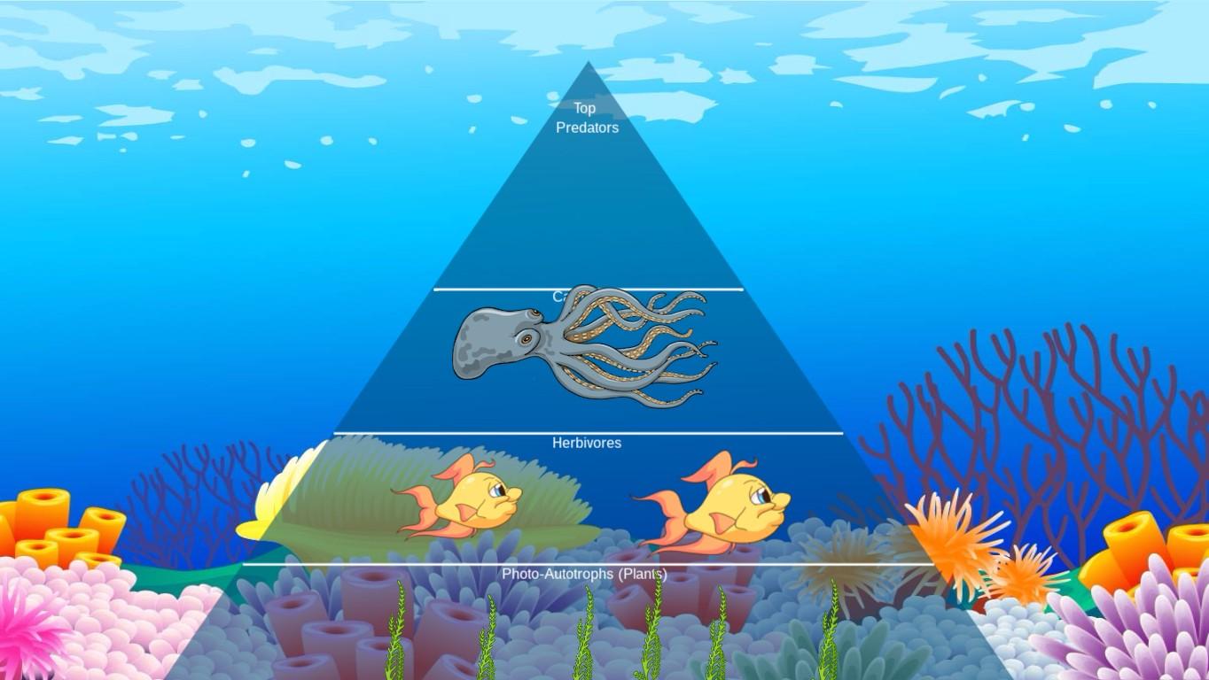 Ocean Ecological Pyramid