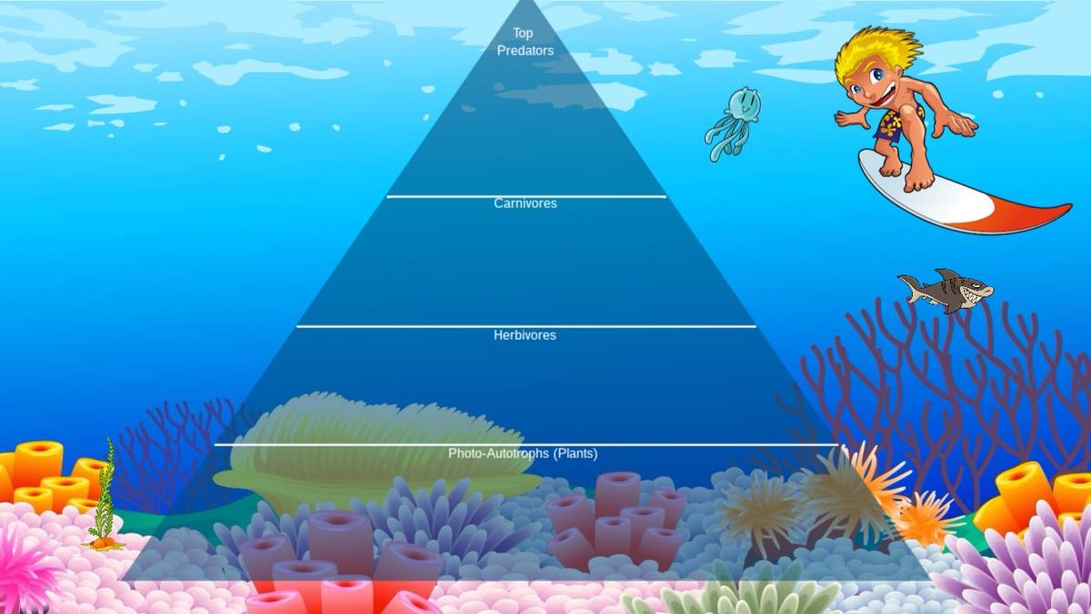 Ocean Ecological Pyramid