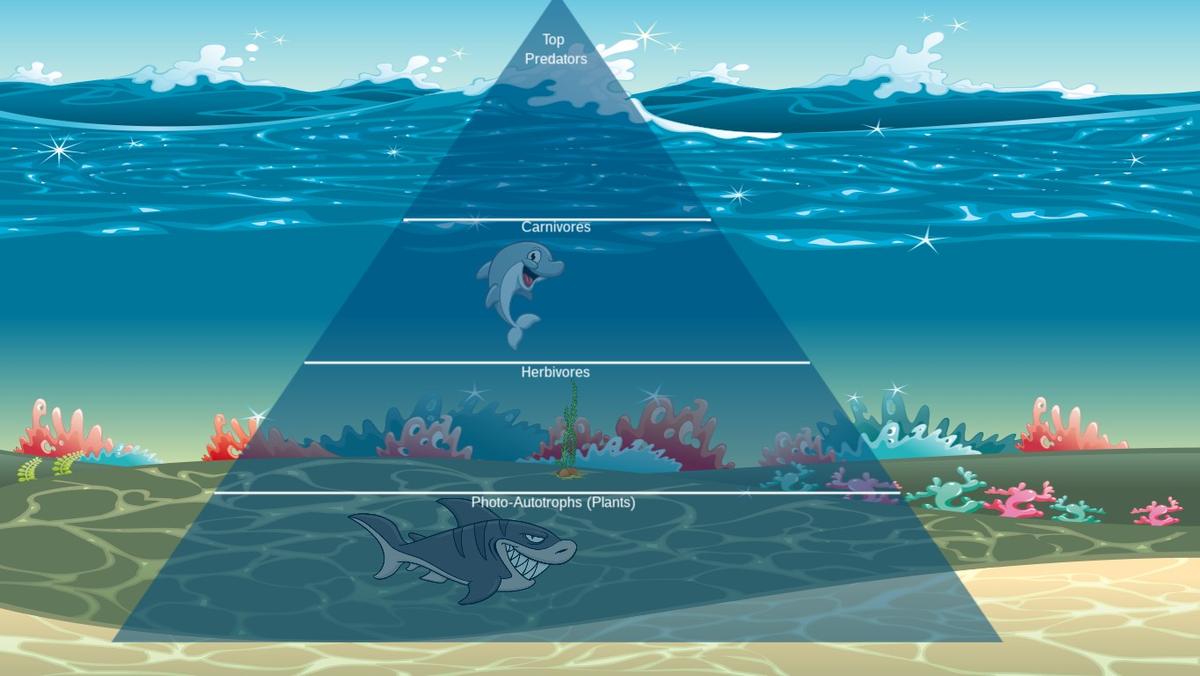 Ocean Ecological Pyramid