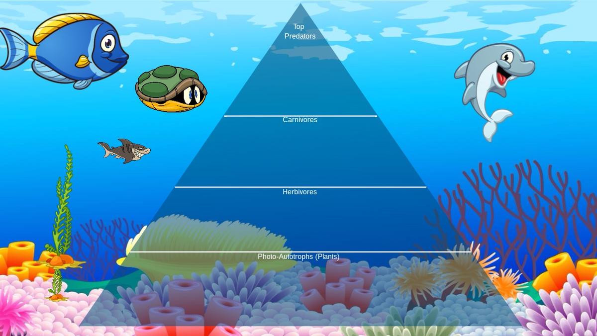 Ocean Ecological Pyramid