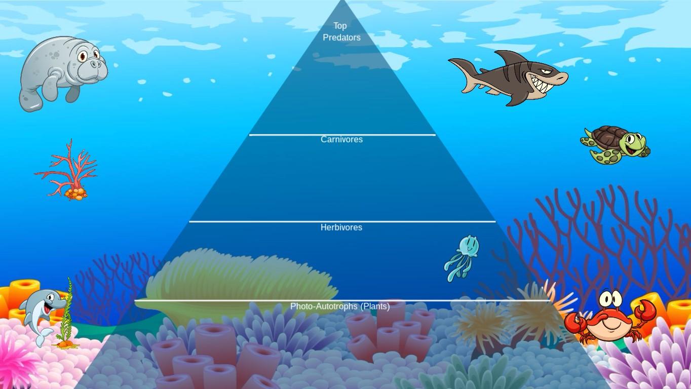 Ocean Ecological Pyramid