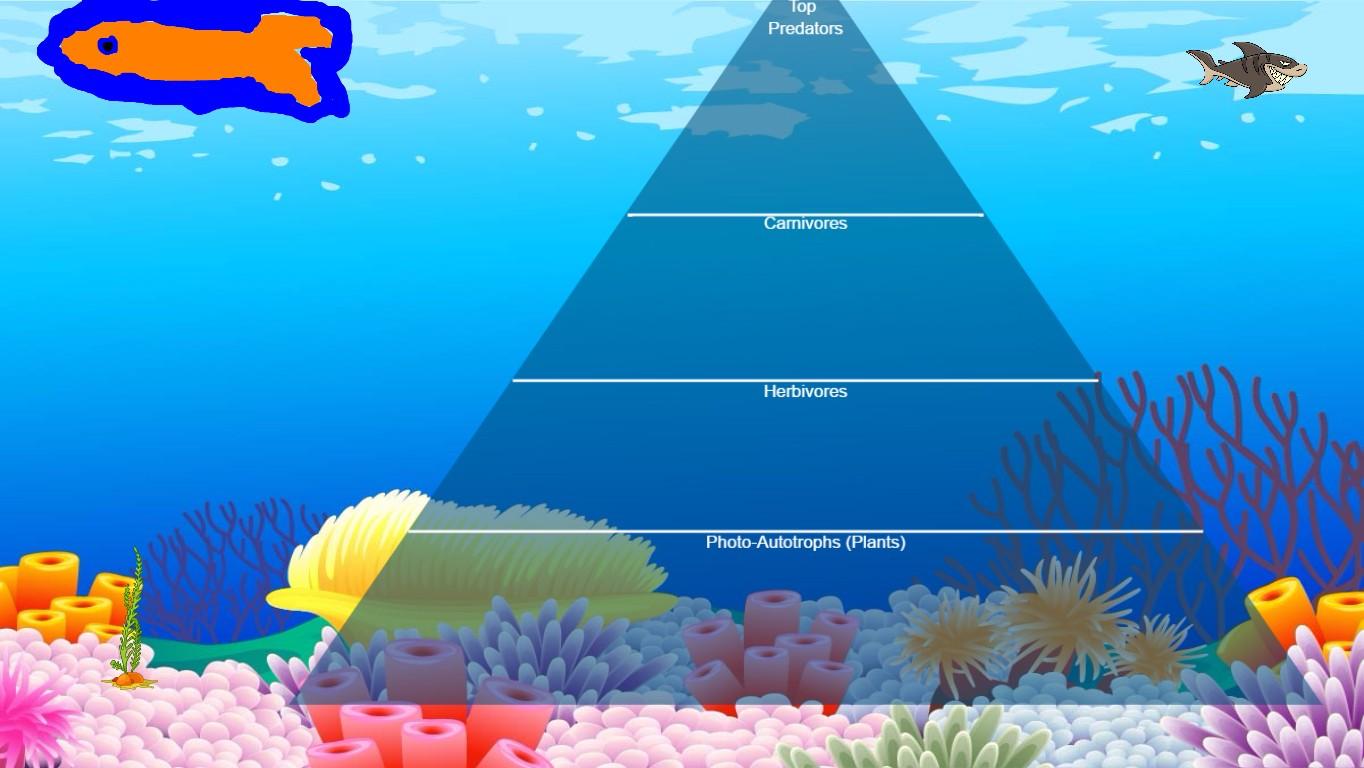 Ocean Ecological Pyramid