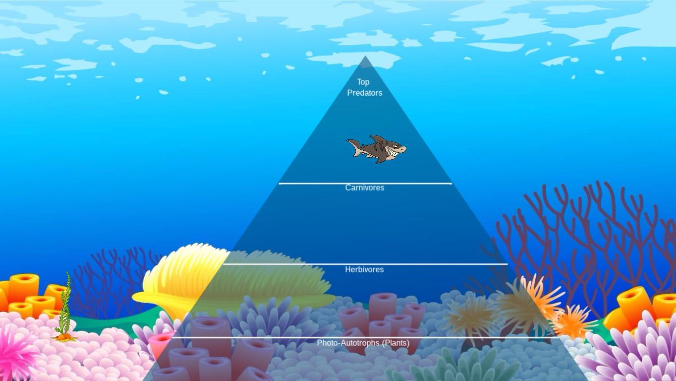 Ocean Ecological Pyramid