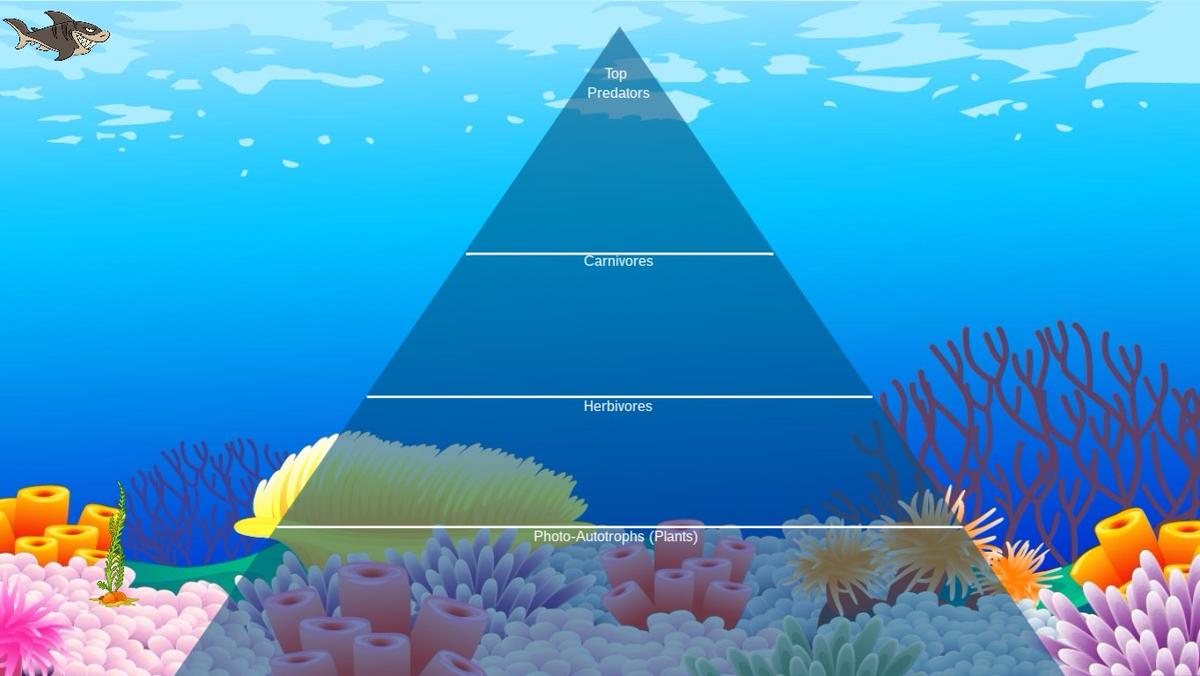 Ocean Ecological Pyramid