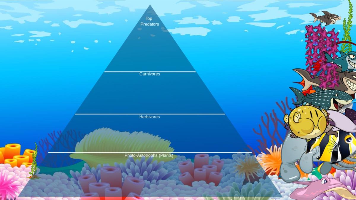 Ocean Ecological Pyramid