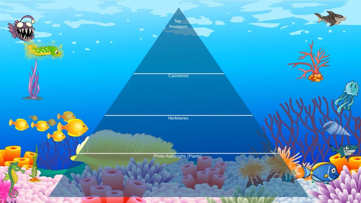 Ocean Ecological Pyramid