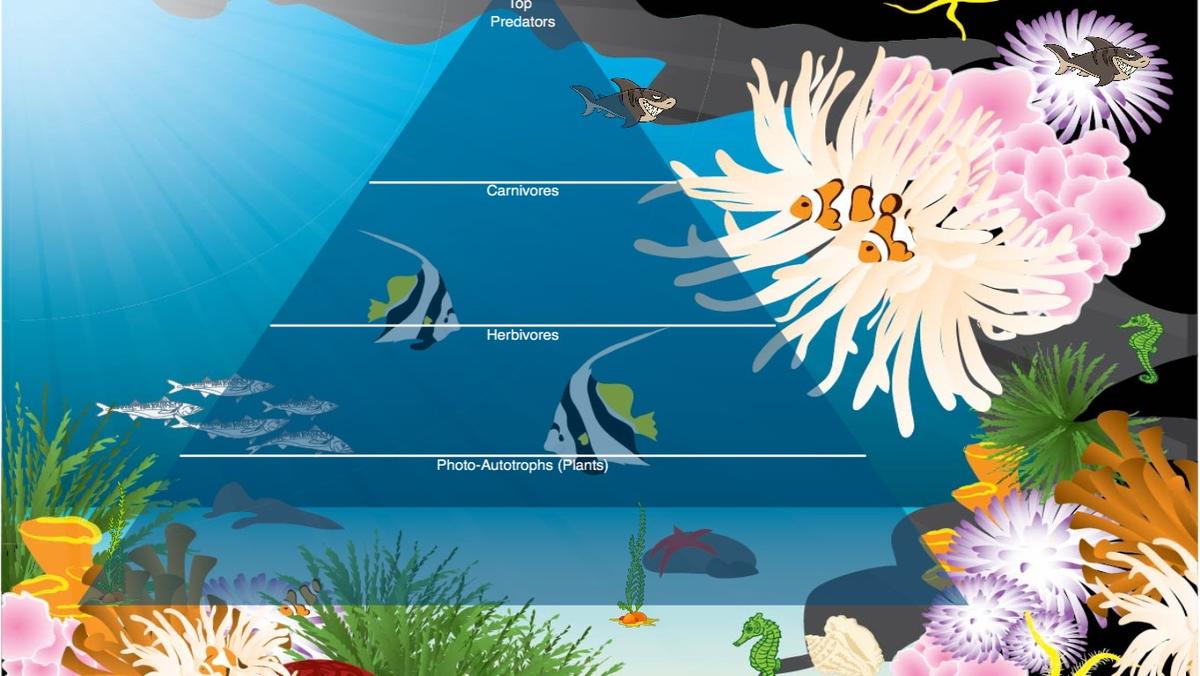 Ocean Ecological Pyramid