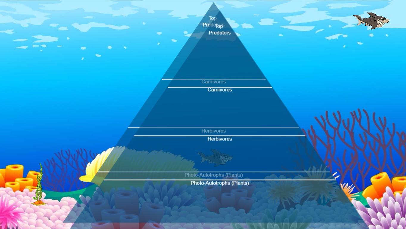 Ocean Ecological Pyramid