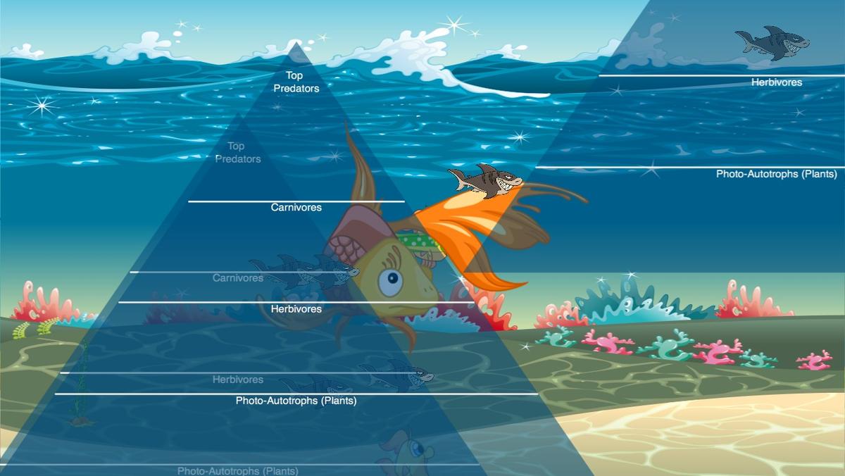 Ocean Ecological Pyramid