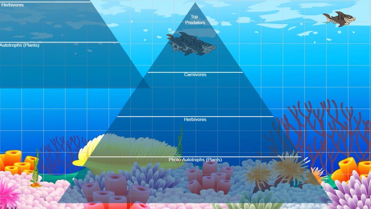 Ocean Ecological Pyramid