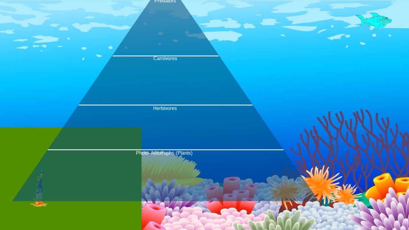 Ocean Ecological Pyramid