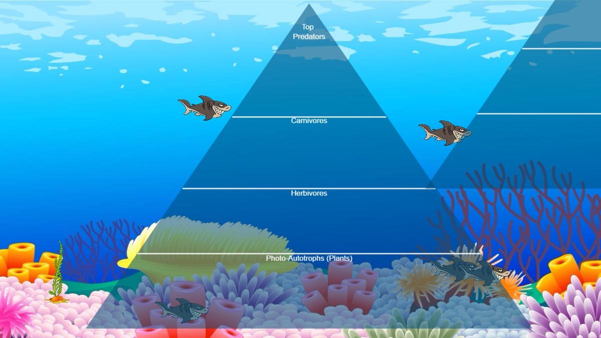 Ocean Ecological Pyramid