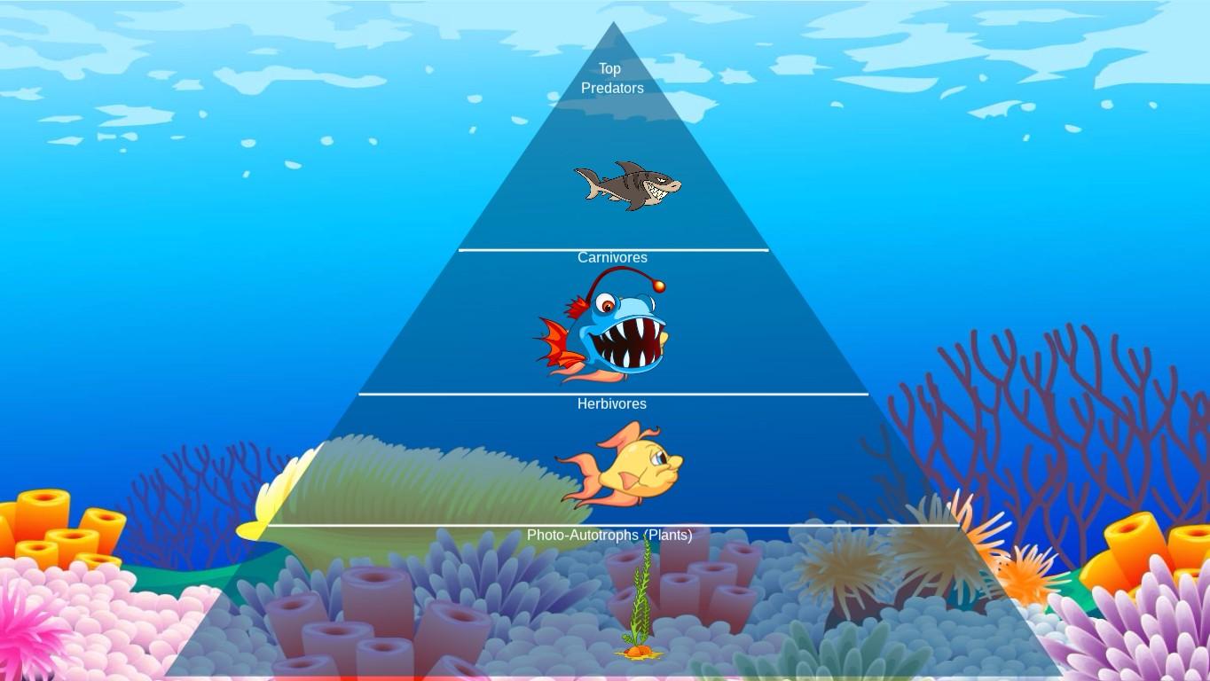 Ocean Ecological Pyramid