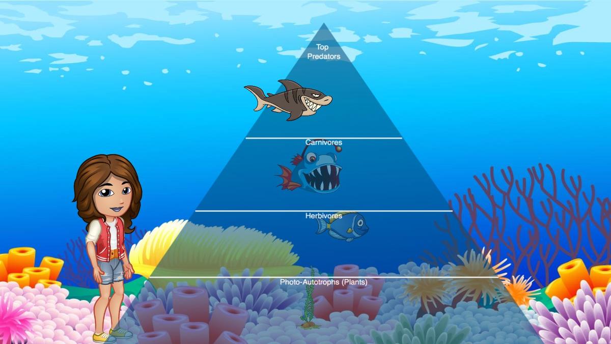 Ocean Ecological Pyramid