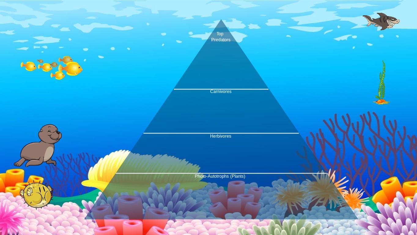 Ocean Ecological Pyramid