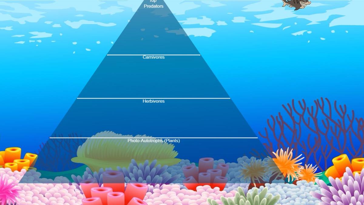 Ocean Ecological Pyramid