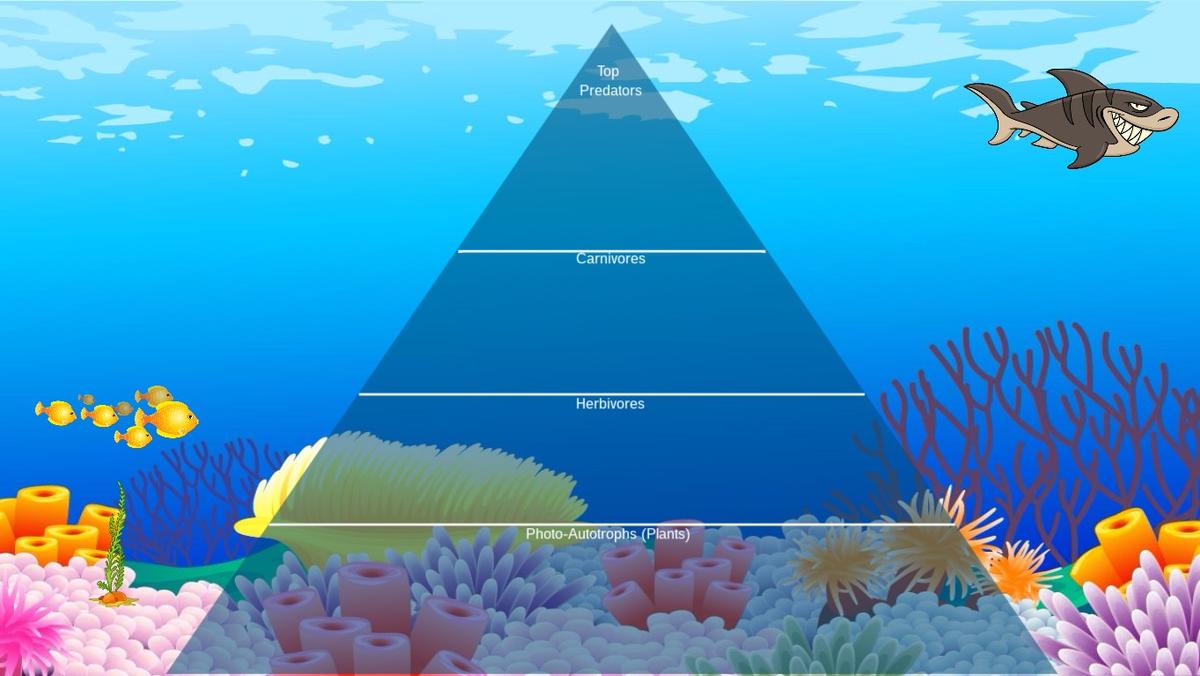 Ocean Ecological Pyramid