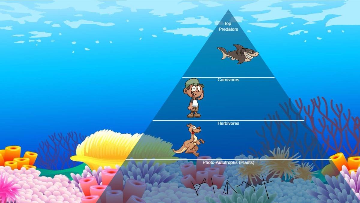 Ocean Ecological Pyramid