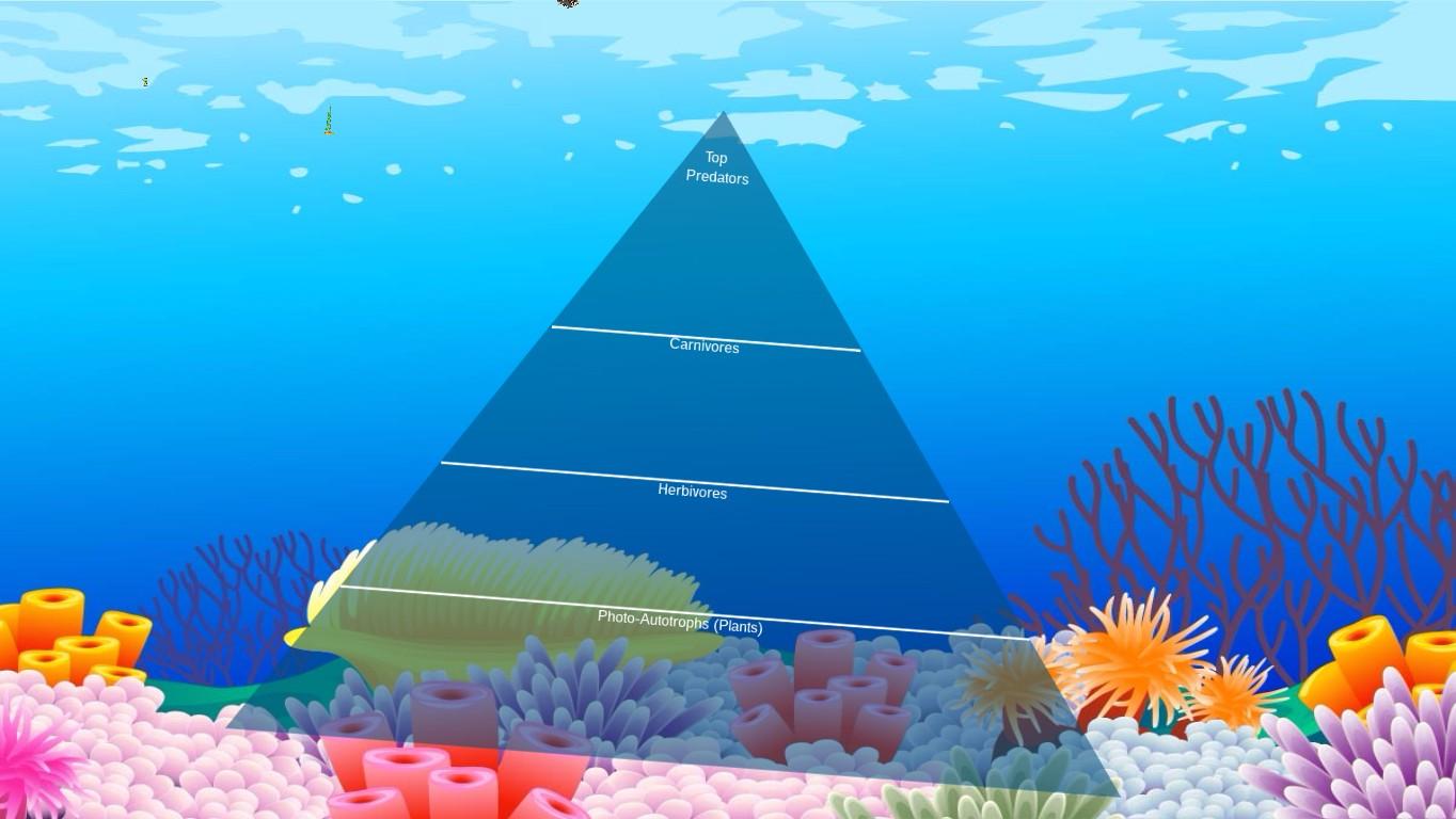 Ocean Ecological Pyramid