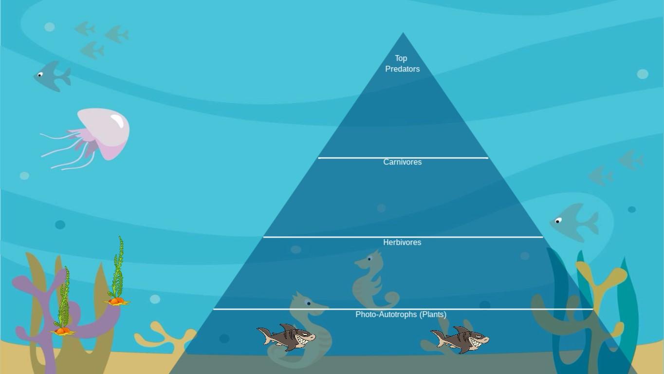 Ocean Ecological Pyramid