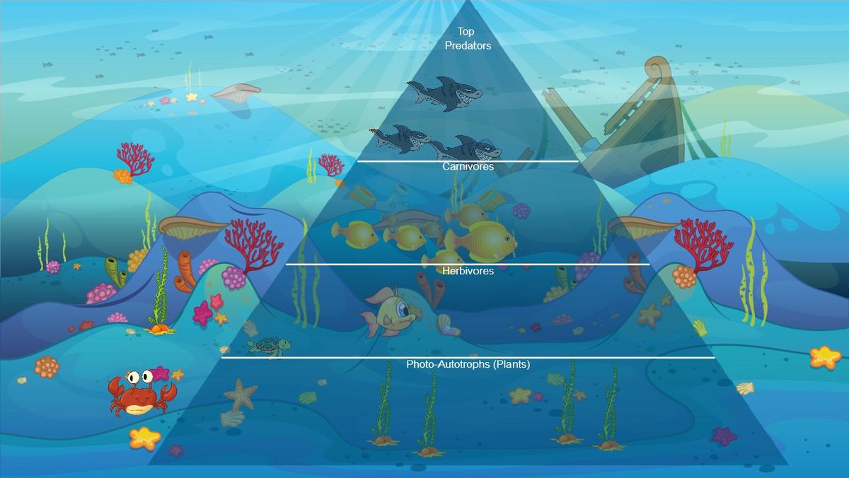 Ocean Ecological Pyramid