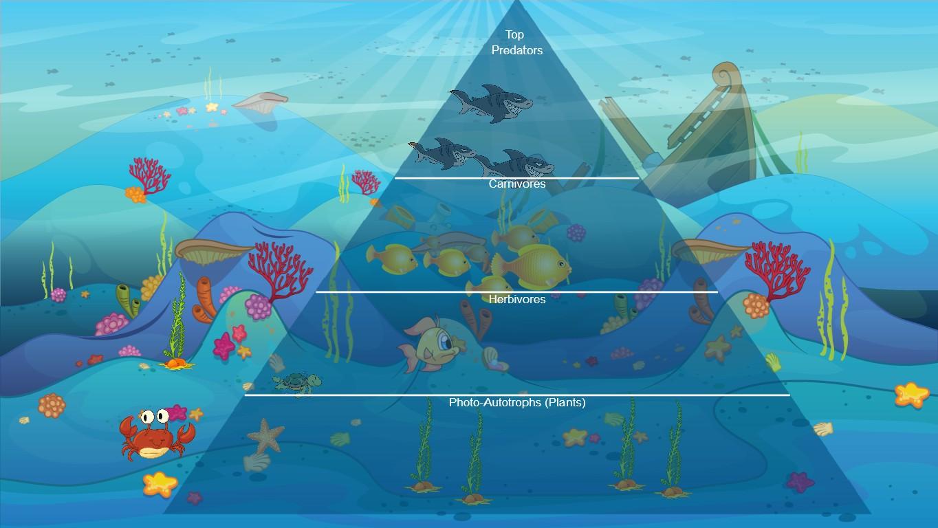 Ocean Ecological Pyramid