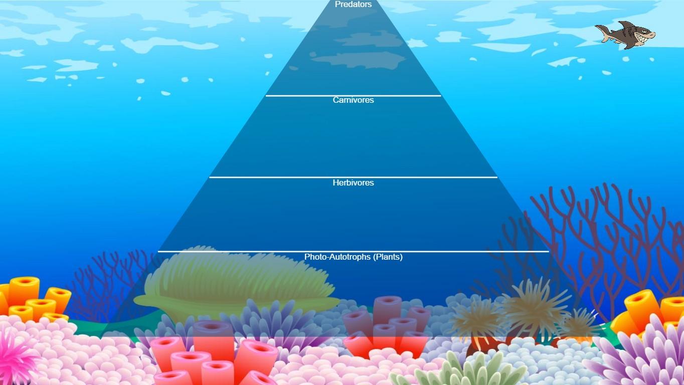 Ocean Ecological Pyramid