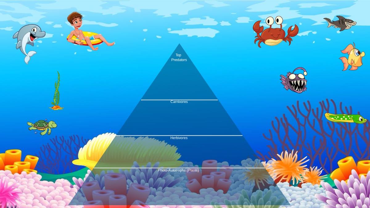 Ocean Ecological Pyramid