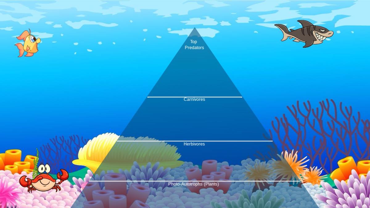 Ocean Ecological Pyramid