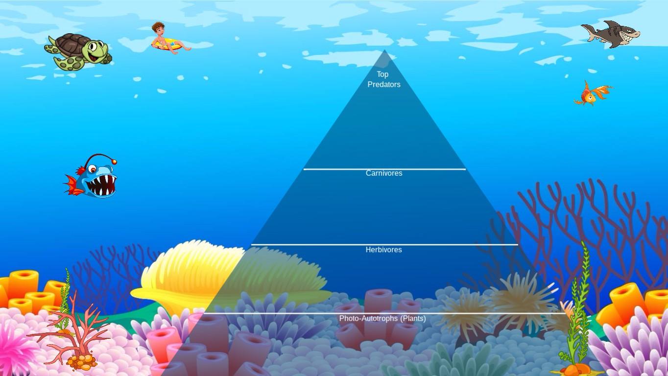 Ocean Ecological Pyramid