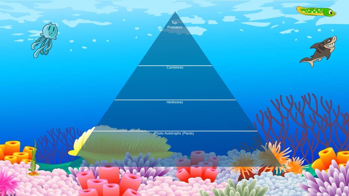 Ocean Ecological Pyramid