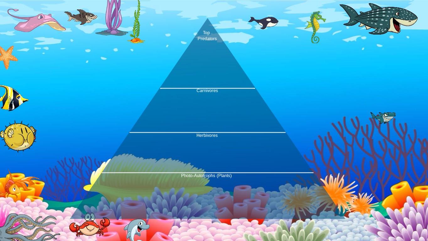 Ocean Ecological Pyramid